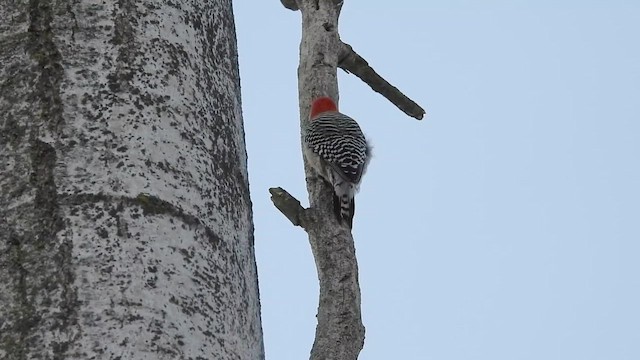 Red-bellied Woodpecker - ML649739201