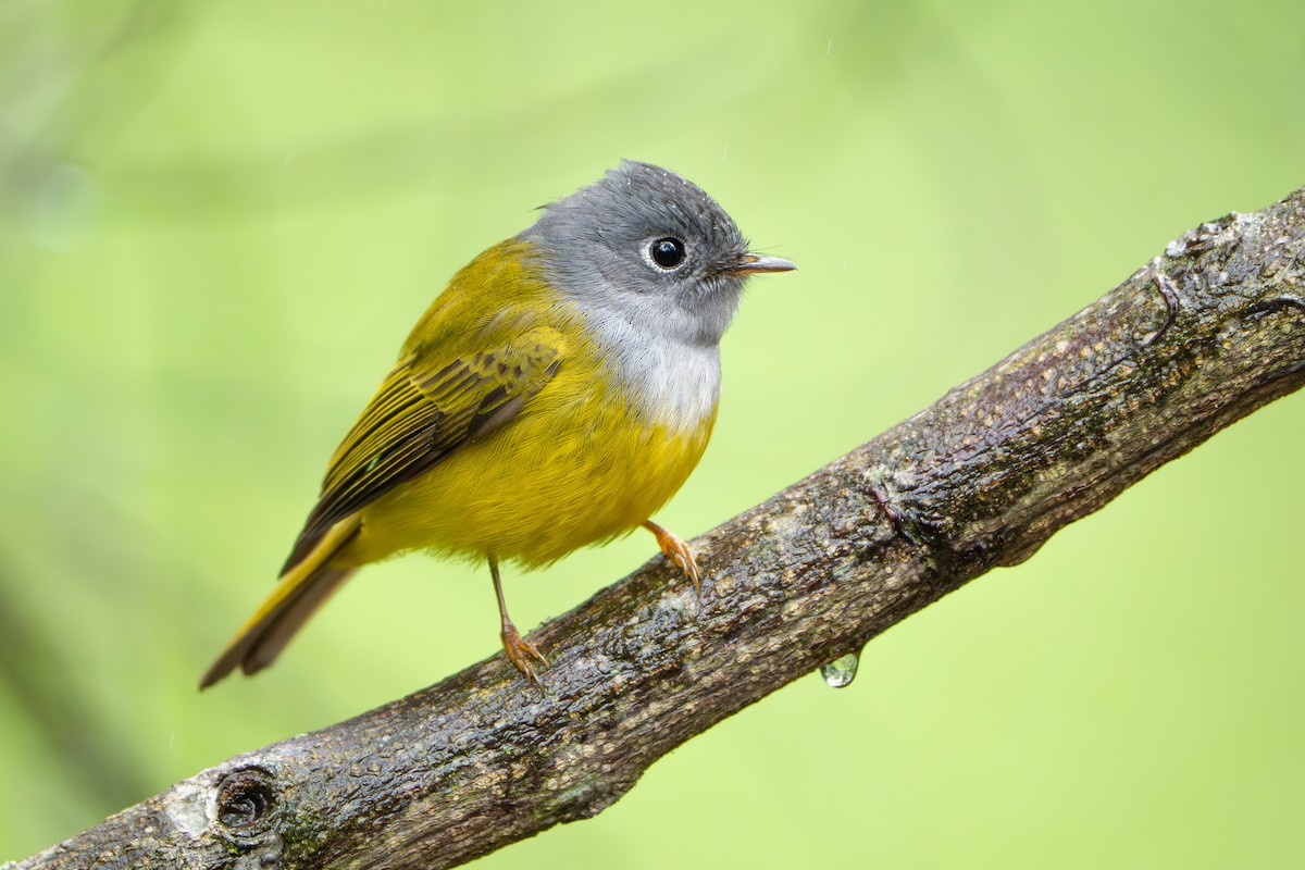 ハイガシラヒタキ - ML649739230