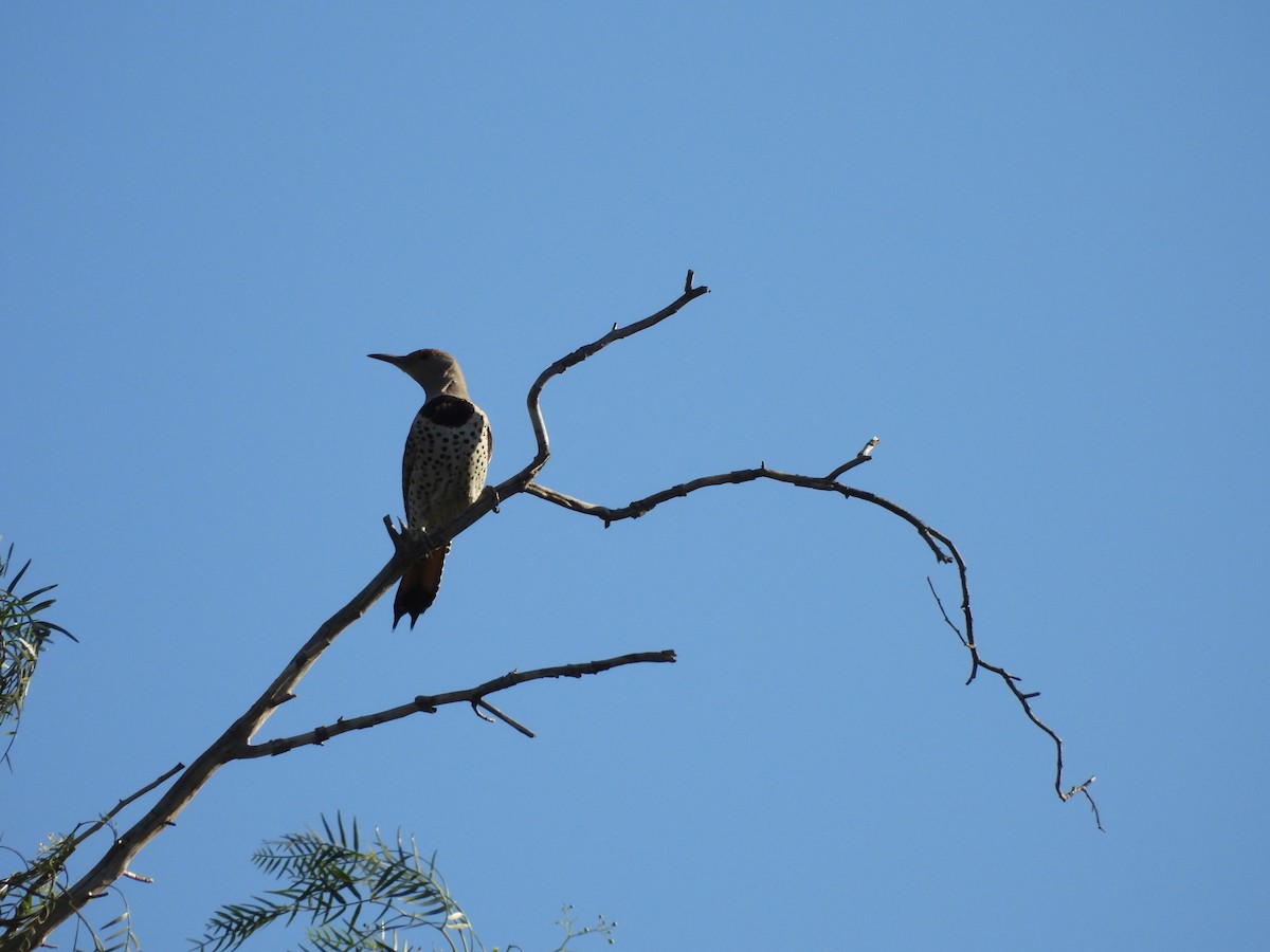 Шилоклювый дятел (luteus x cafer) - ML649739550