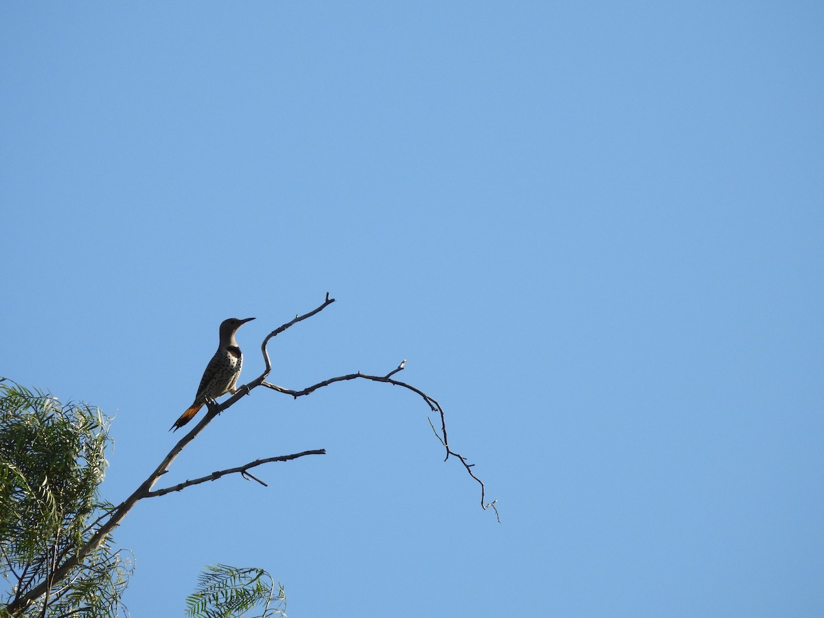 Шилоклювый дятел (luteus x cafer) - ML649739551