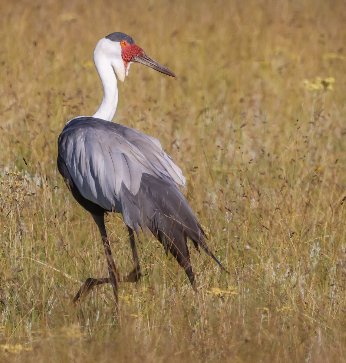 Журавель білошиїй - ML649739621