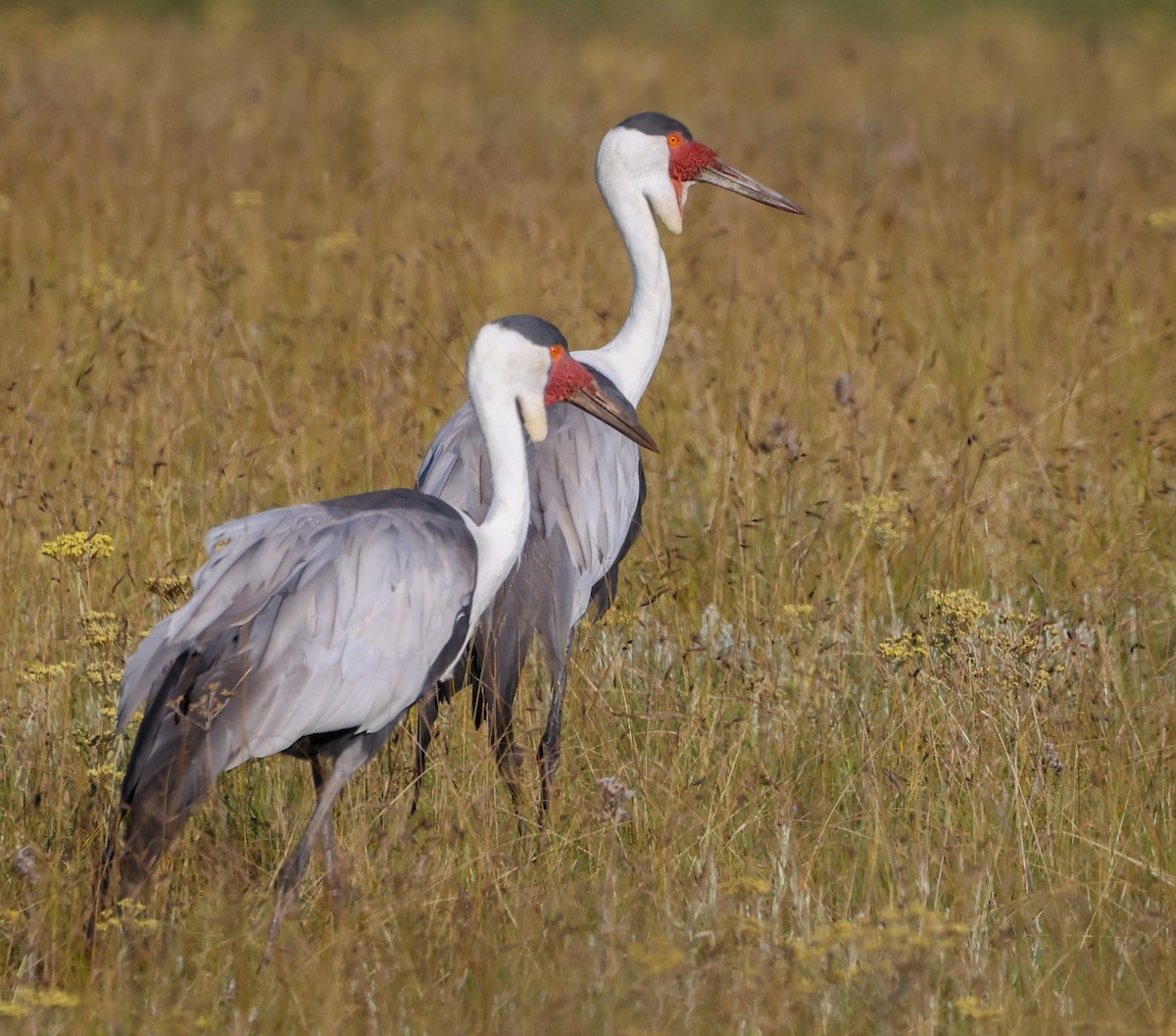 Журавель білошиїй - ML649739630