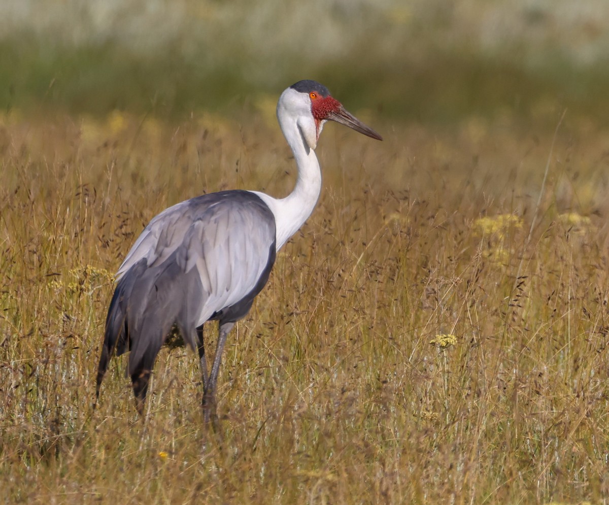Журавель білошиїй - ML649739644