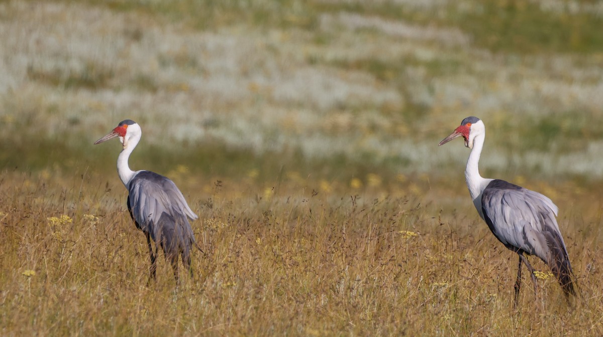Журавель білошиїй - ML649739656