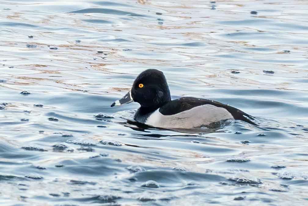 polák proužkozobý - ML649739692