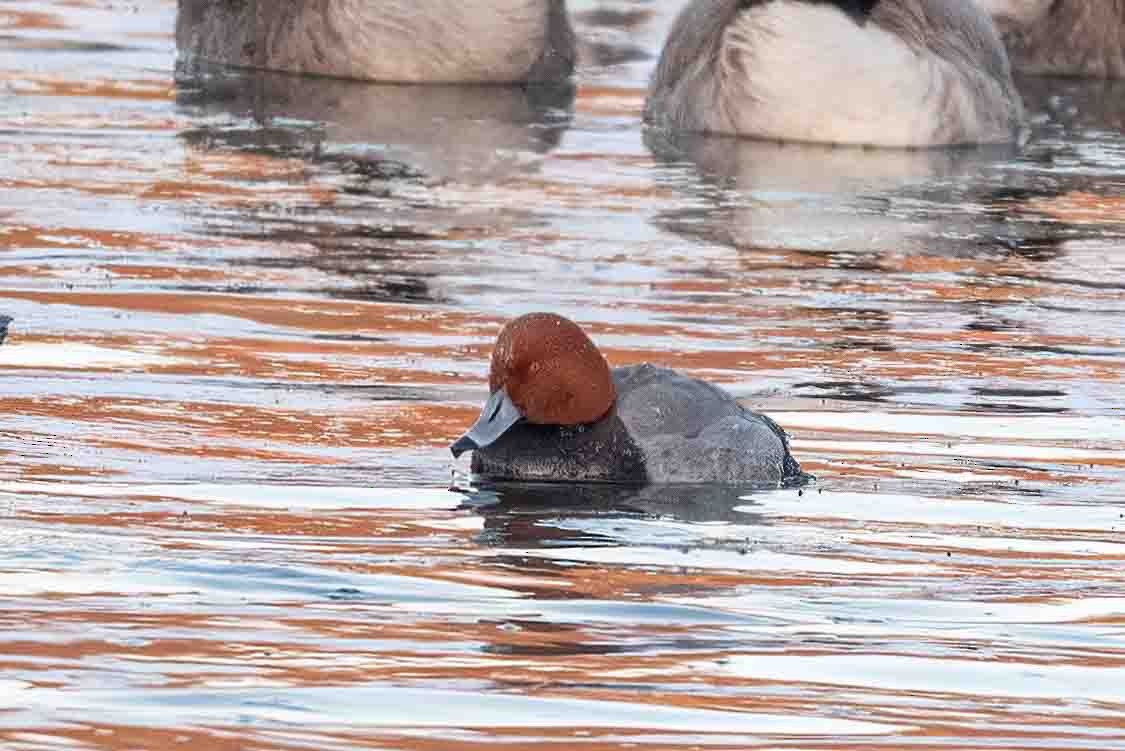 polák americký - ML649739700