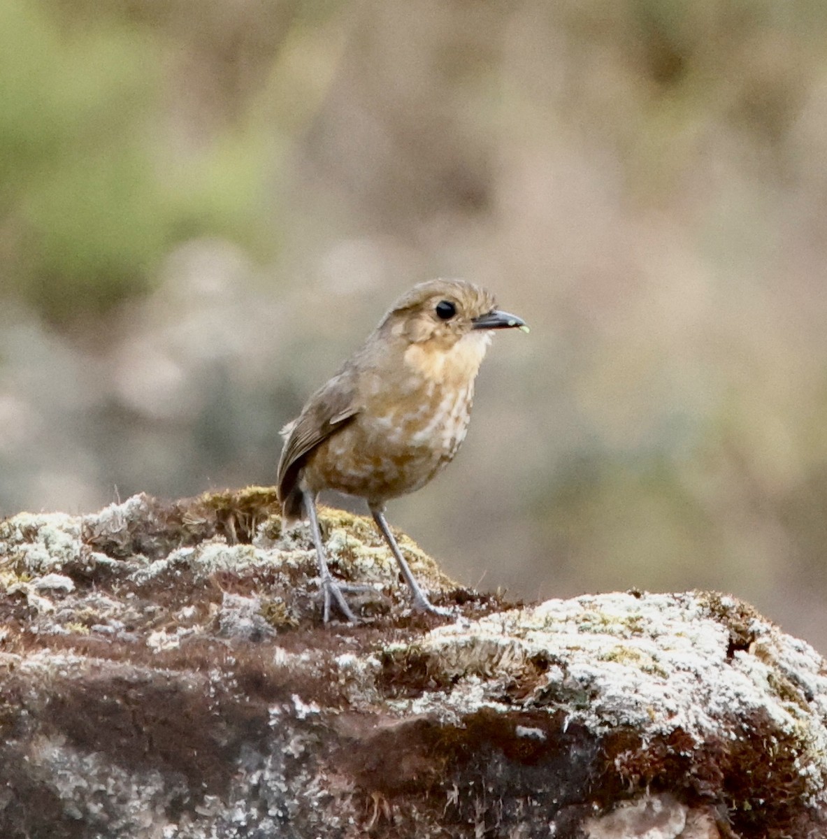 Boyaka Yerçavuşu - ML649740171