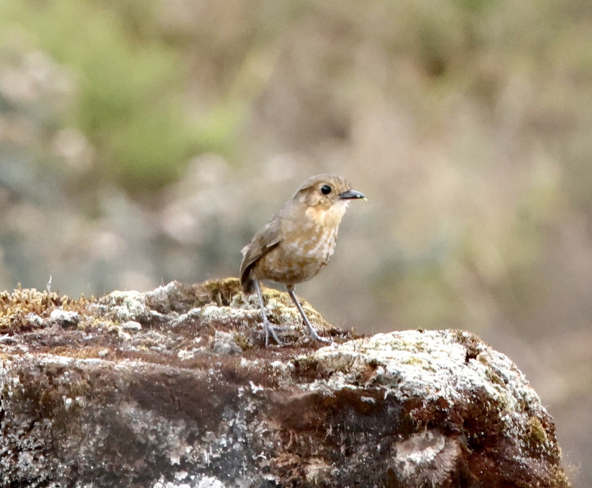 Boyaka Yerçavuşu - ML649740172