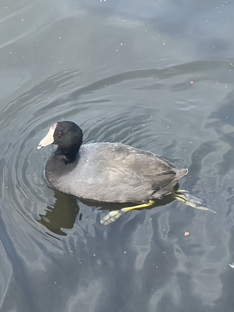 American Coot - ML649740382
