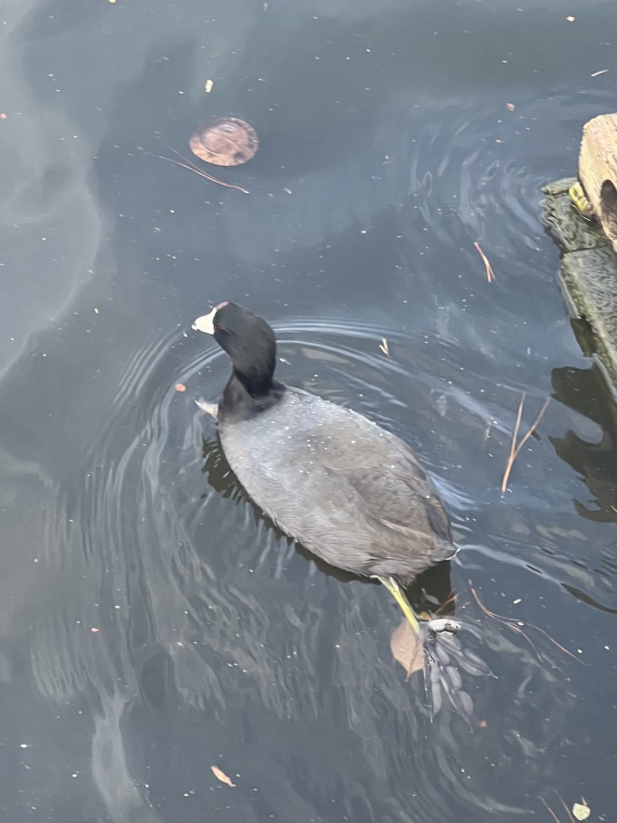 American Coot - ML649740383