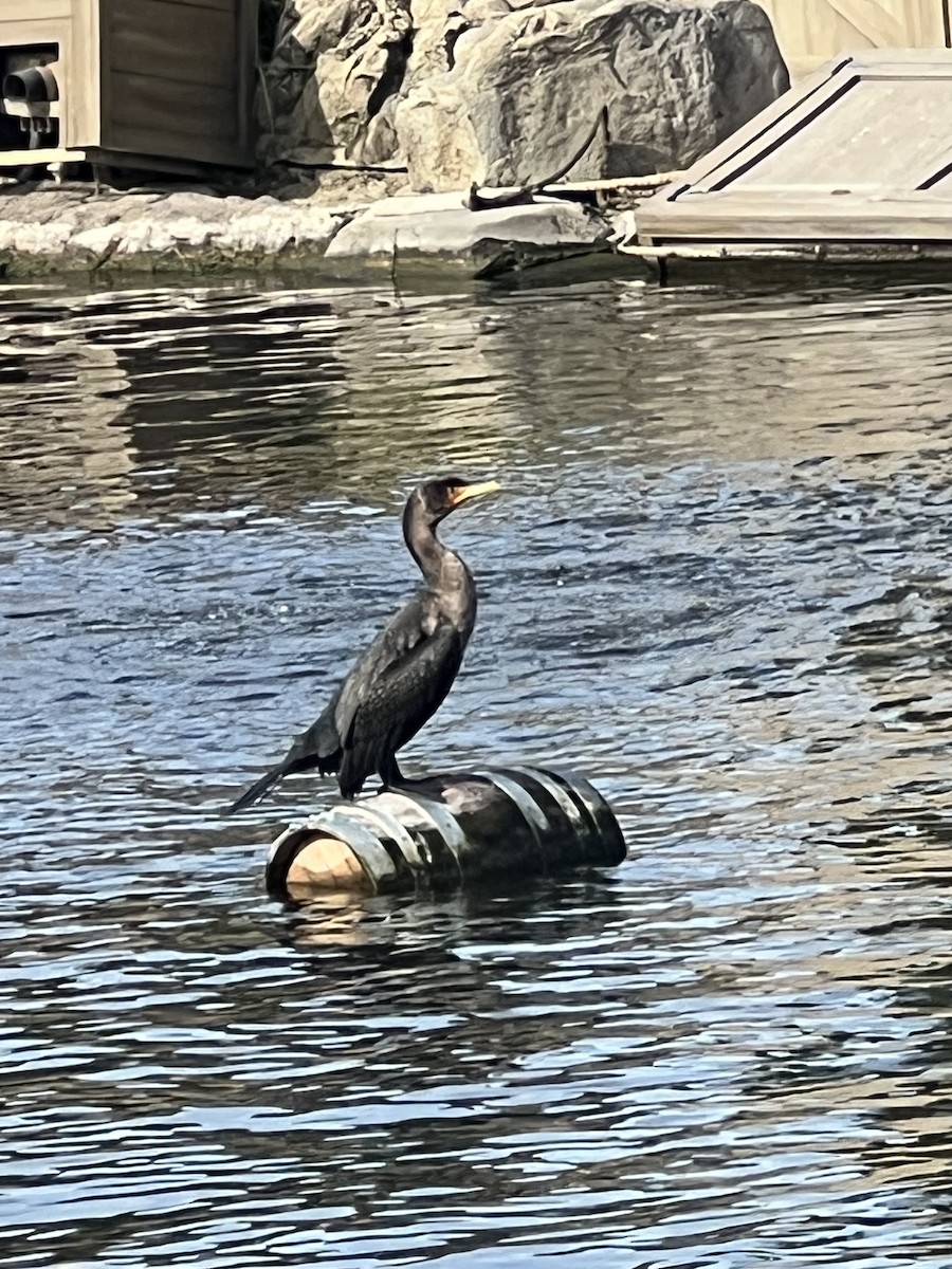 Double-crested Cormorant - ML649740389