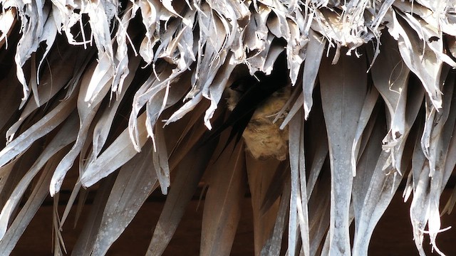 Malagasy Palm Swift - ML649740487