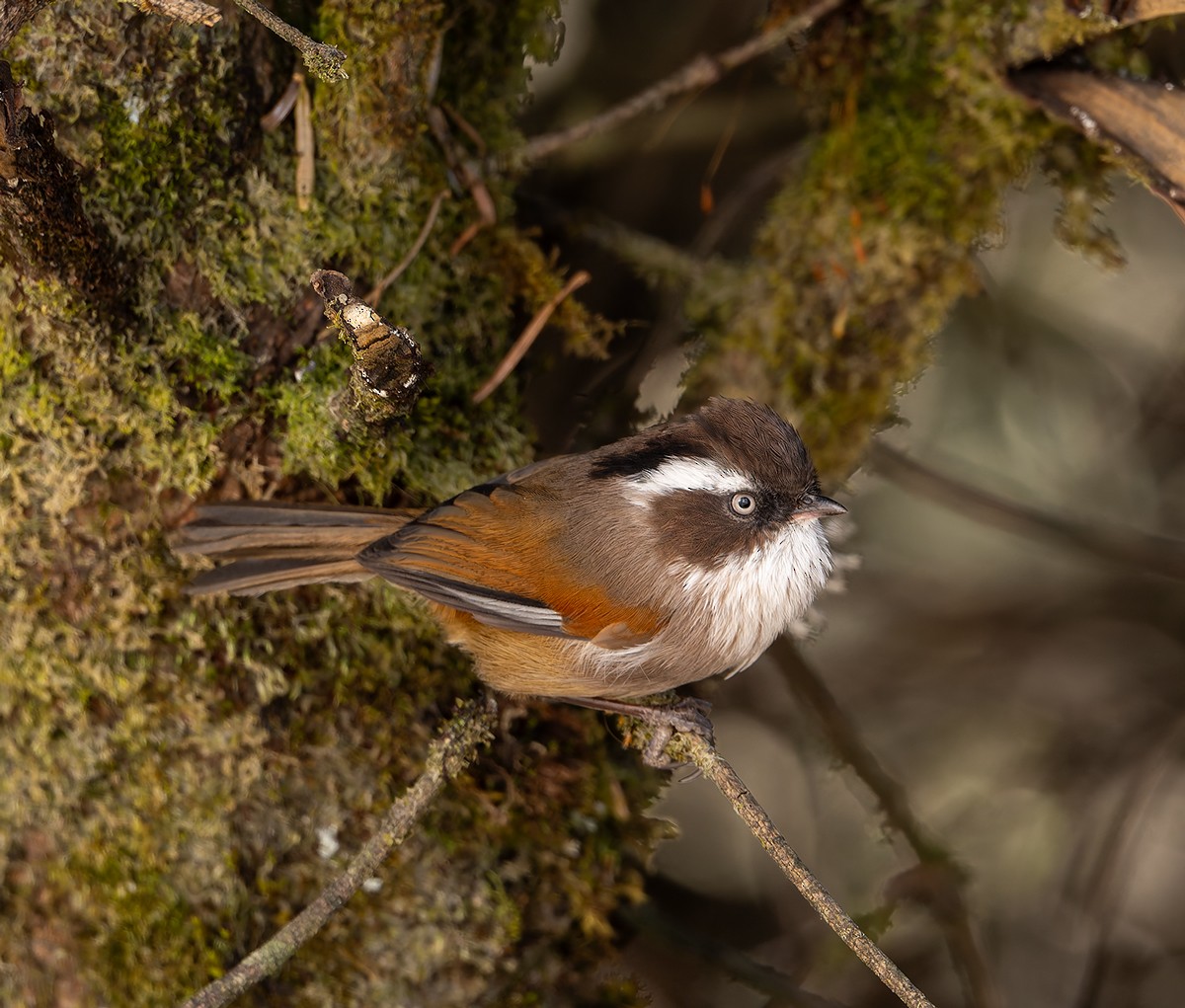 White-browed Fulvetta - ML649740597
