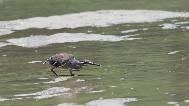 綠簑鷺 - ML649740886