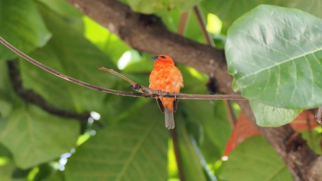 Red Fody - ML649741156