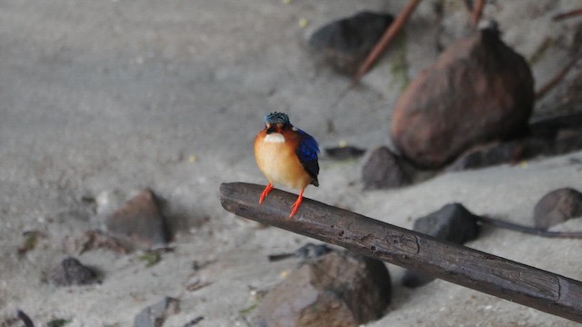 Malagasy Kingfisher - ML649741315