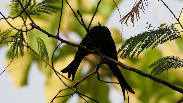 Crested Drongo - ML649741536
