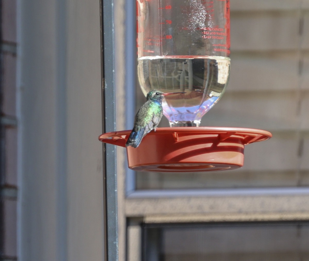 eBird Checklist - 27 Jan 2026 - Bay Pointe neighborhood (Broad-Billed ...