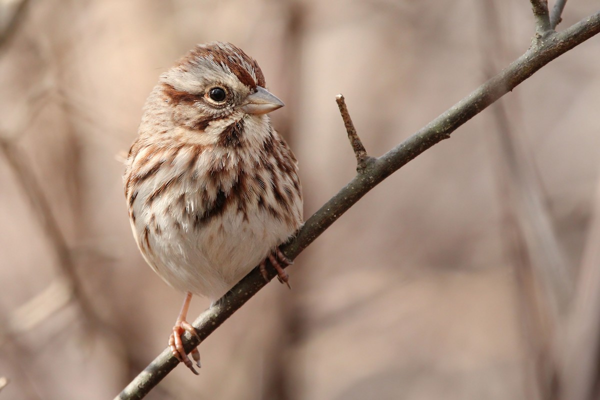 Song Sparrow - ML649741631