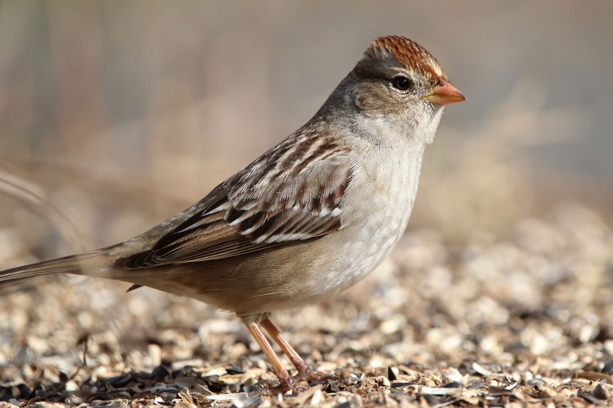 White-crowned Sparrow - ML649741667