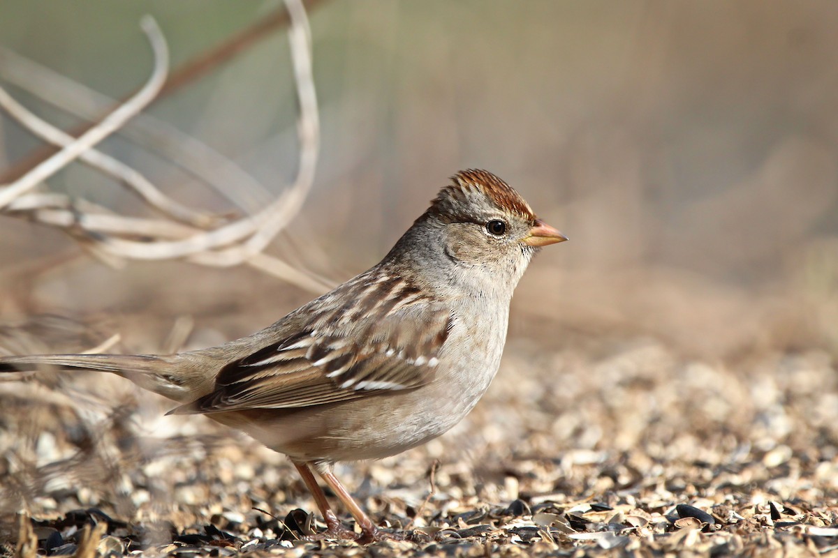 White-crowned Sparrow - ML649741668
