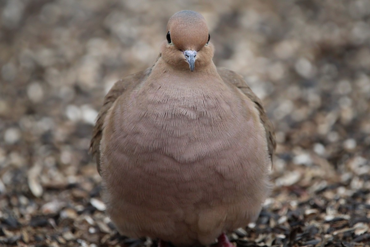 Mourning Dove - ML649741754