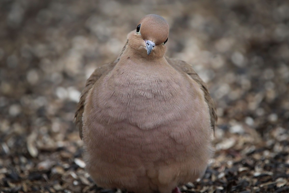 Mourning Dove - ML649741755