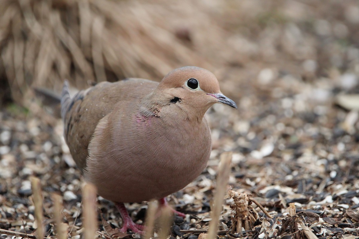 Mourning Dove - ML649741757
