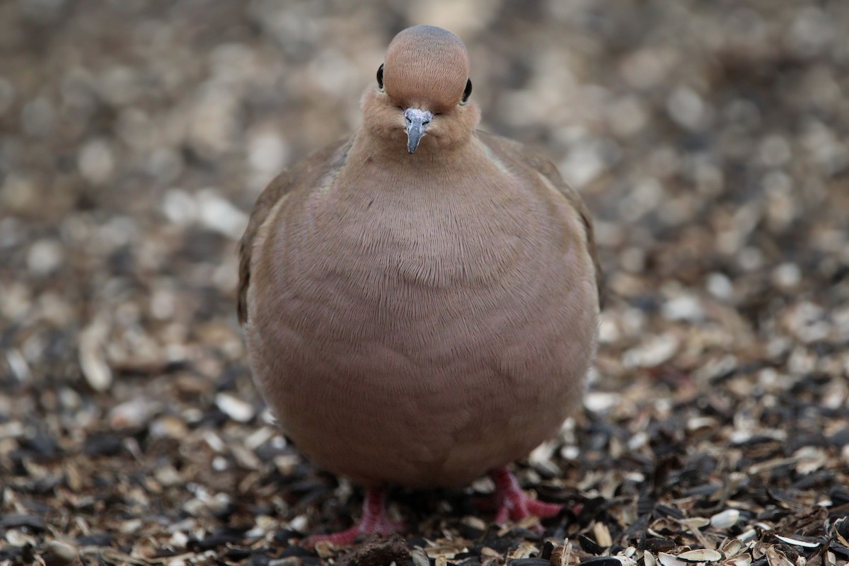 Mourning Dove - ML649741758