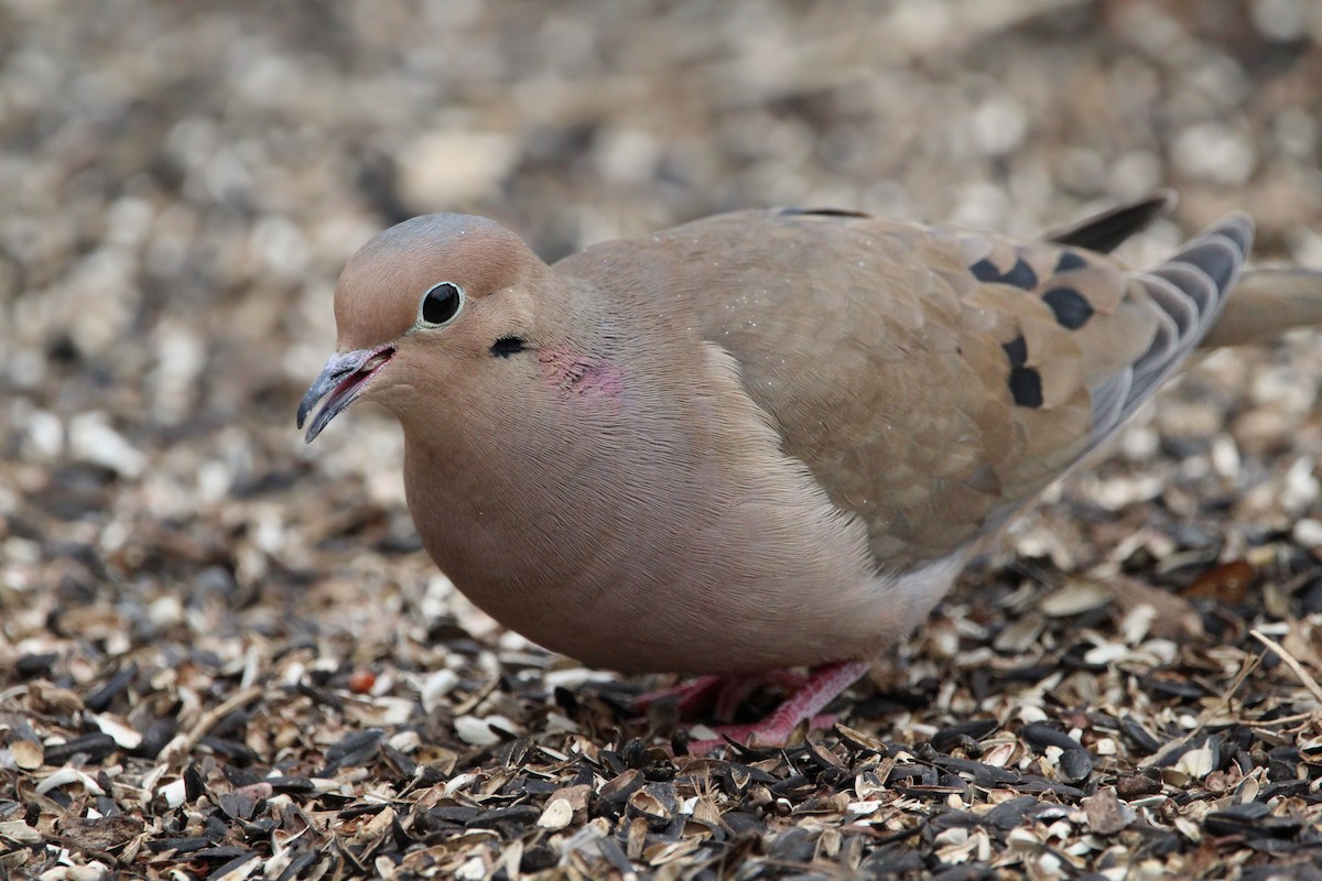 Mourning Dove - ML649741759