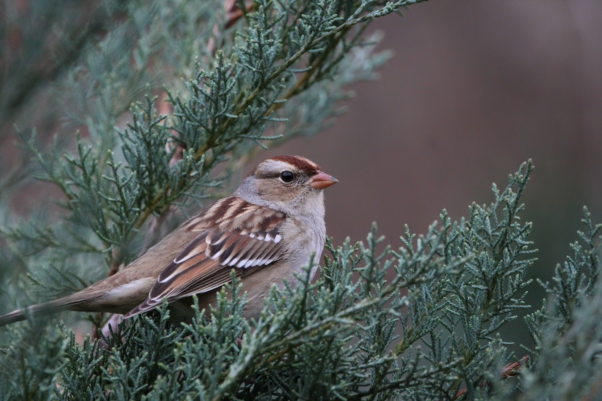 White-crowned Sparrow - ML649741835