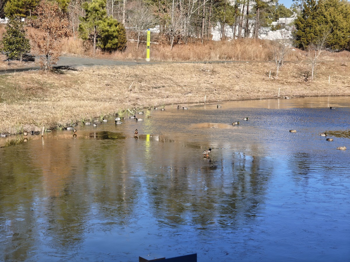 Mallard - ML649741852