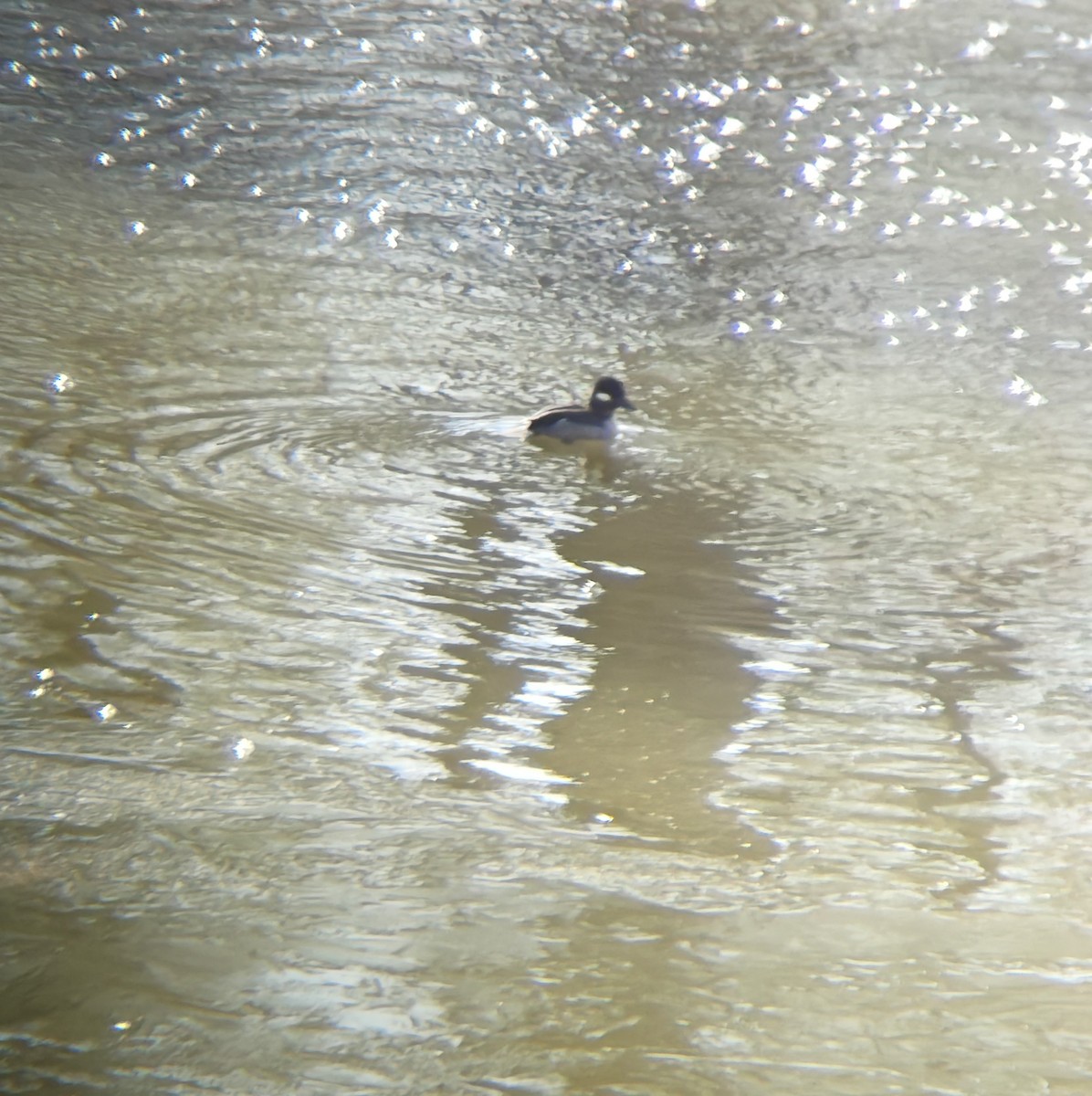 Bufflehead - ML649741857