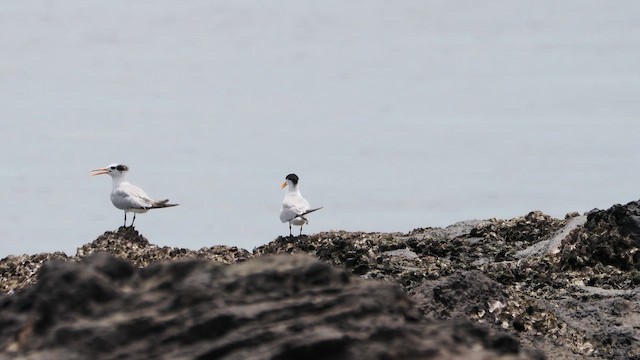 Lesser Noddy - ML649742050