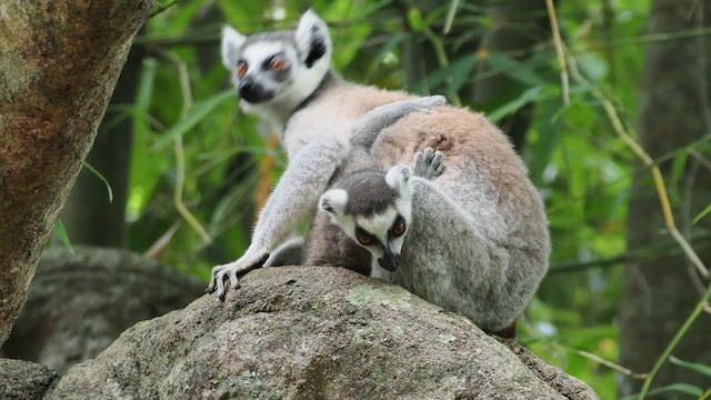 環尾狐猴 - ML649742301