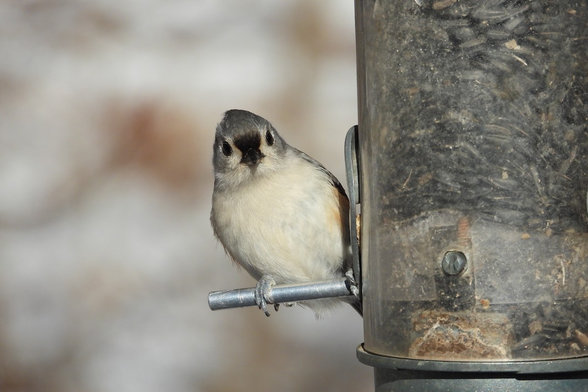 Tufted Titmouse - ML649742917