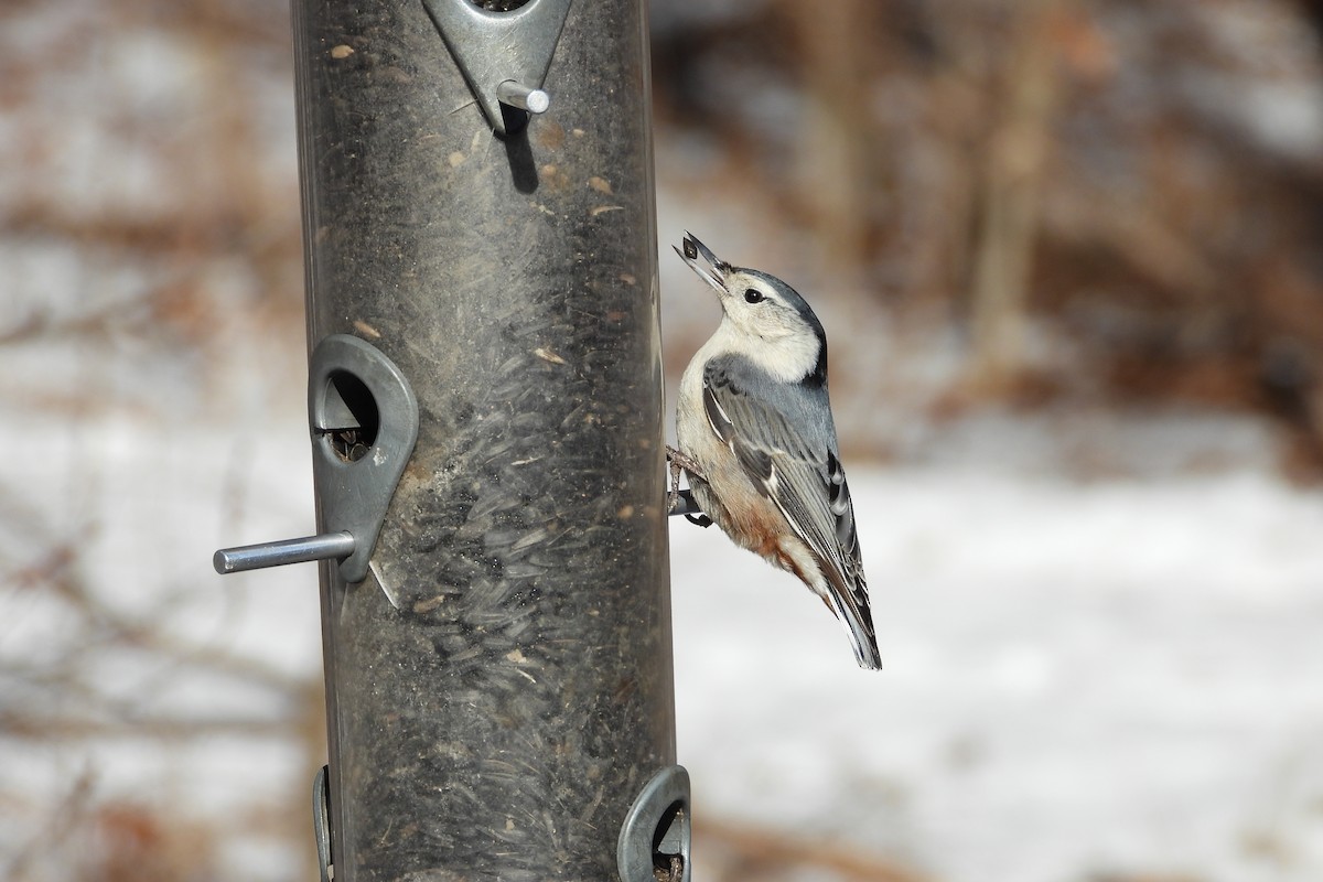 White-breasted Nuthatch - ML649742922