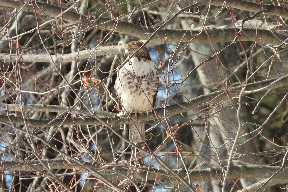 Red-tailed Hawk - ML649742930