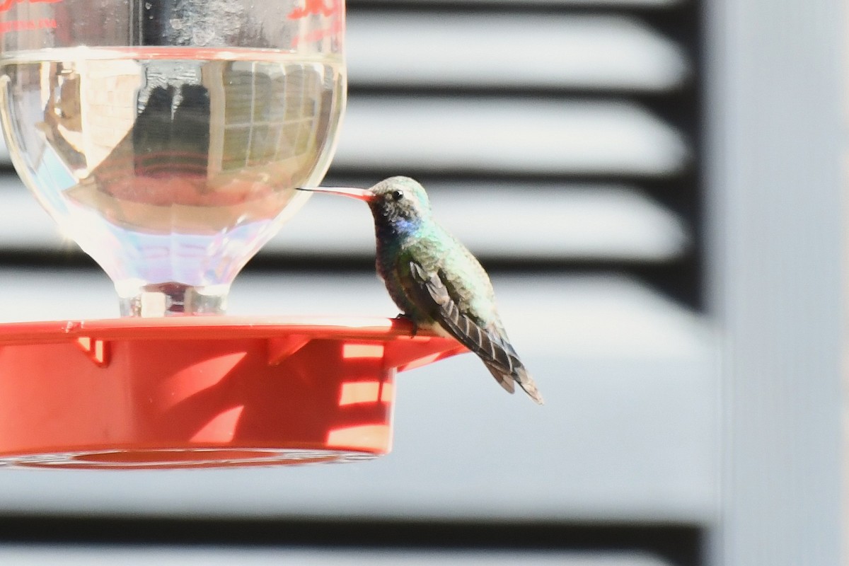 eBird Checklist - 27 Jan 2026 - Bay Pointe neighborhood (Broad-Billed ...