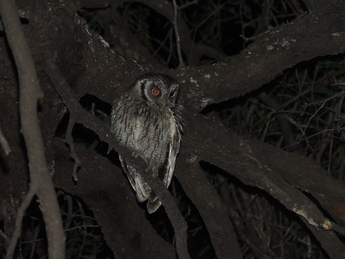 Petit-duc choliba - ML649743211