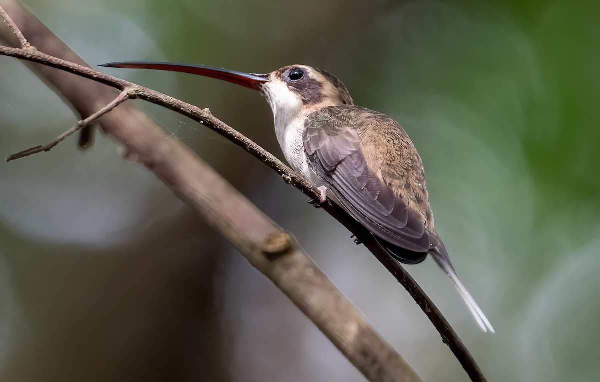 Pale-bellied Hermit - ML649743271