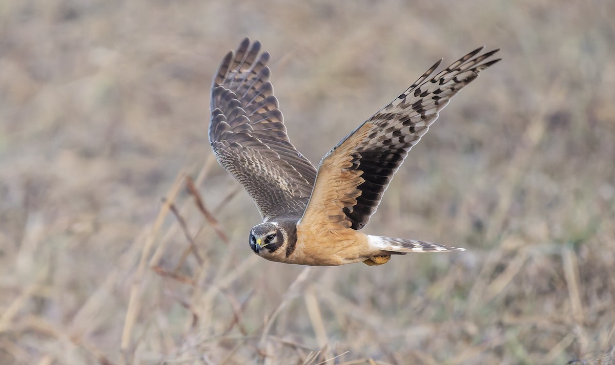 Pallid Harrier - ML649743628