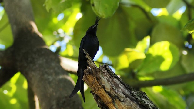 Crested Drongo - ML649743649