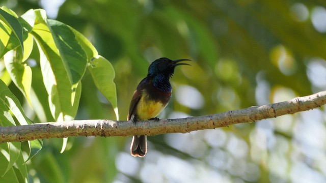 Souimanga Sunbird - ML649743887