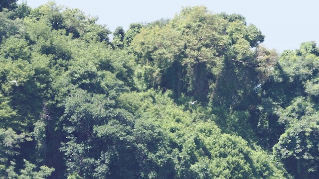 白尾熱帶鳥 - ML649744124