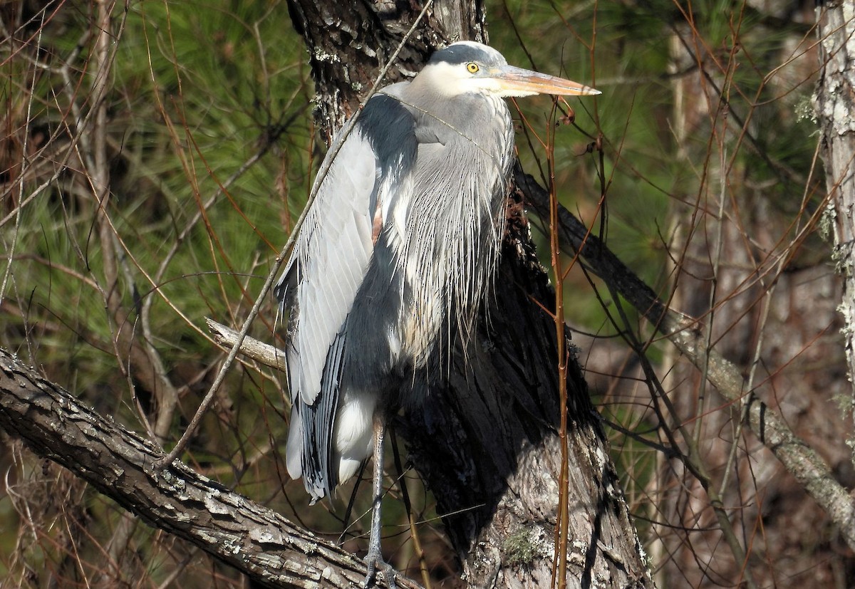 eBird Checklist - 19 Jan 2026 - Morris Frank Park - 31 species