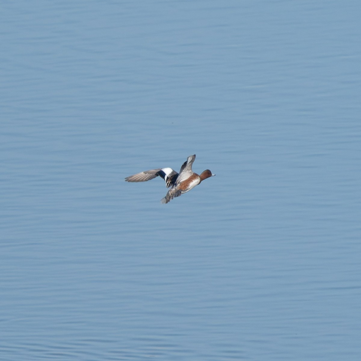 Fischione - ML649744403