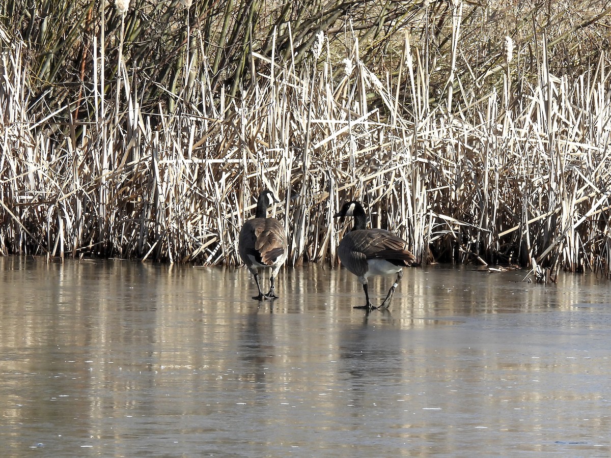 Canada Goose - ML649744939