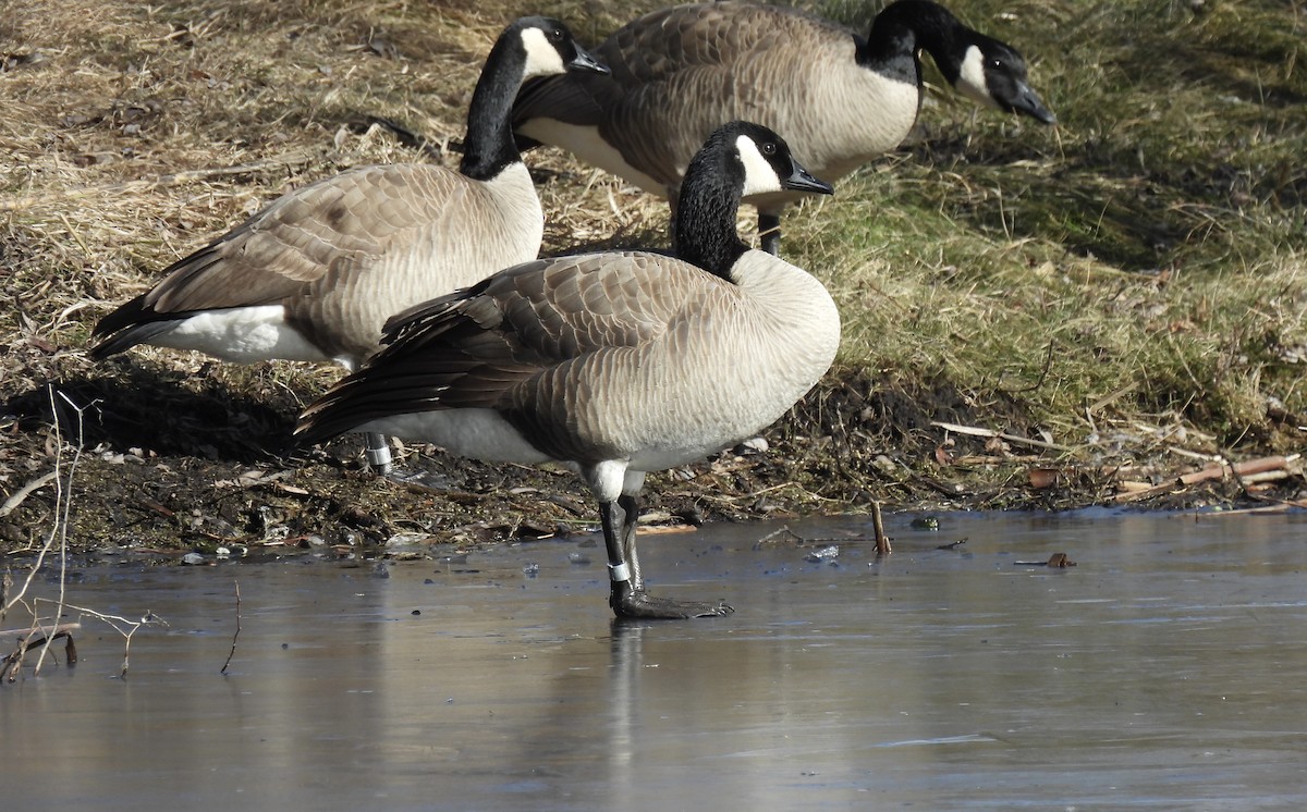 Canada Goose - ML649744941
