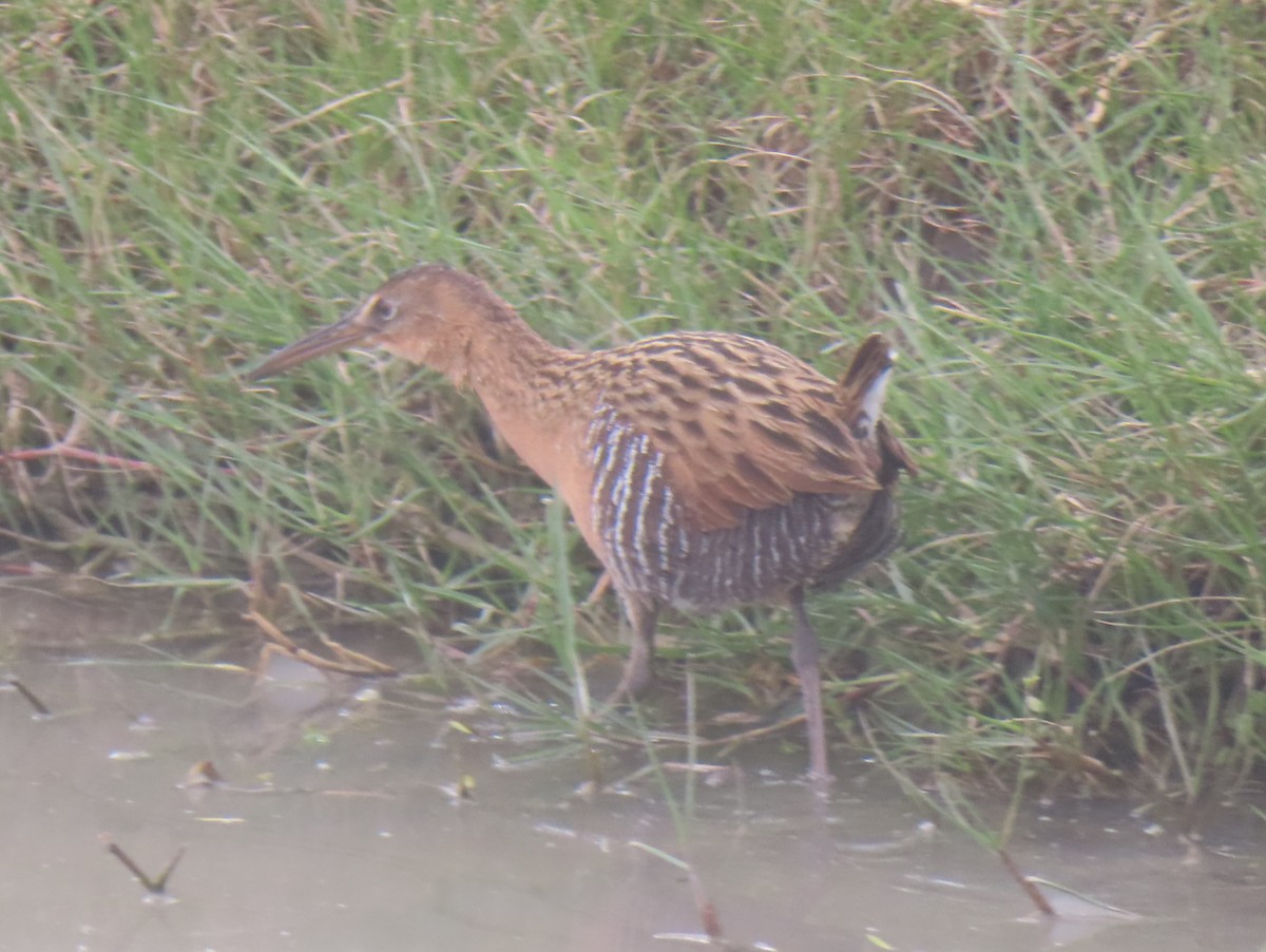 King Rail - ML649745051